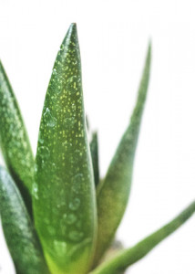 aloe-vera-propiedades-y-beneficios-para-la-piel